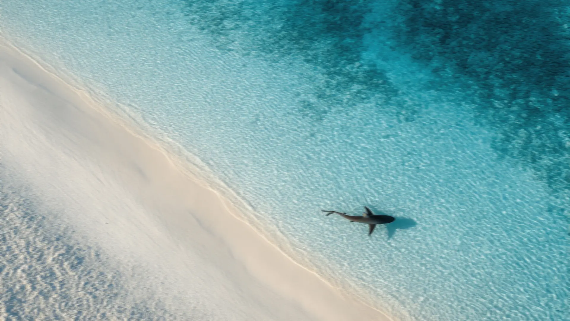 shutterstock_2783944515 ajkula more pesak plićak ajkula u plićaku plaža-6a5b61f620b7b.webp