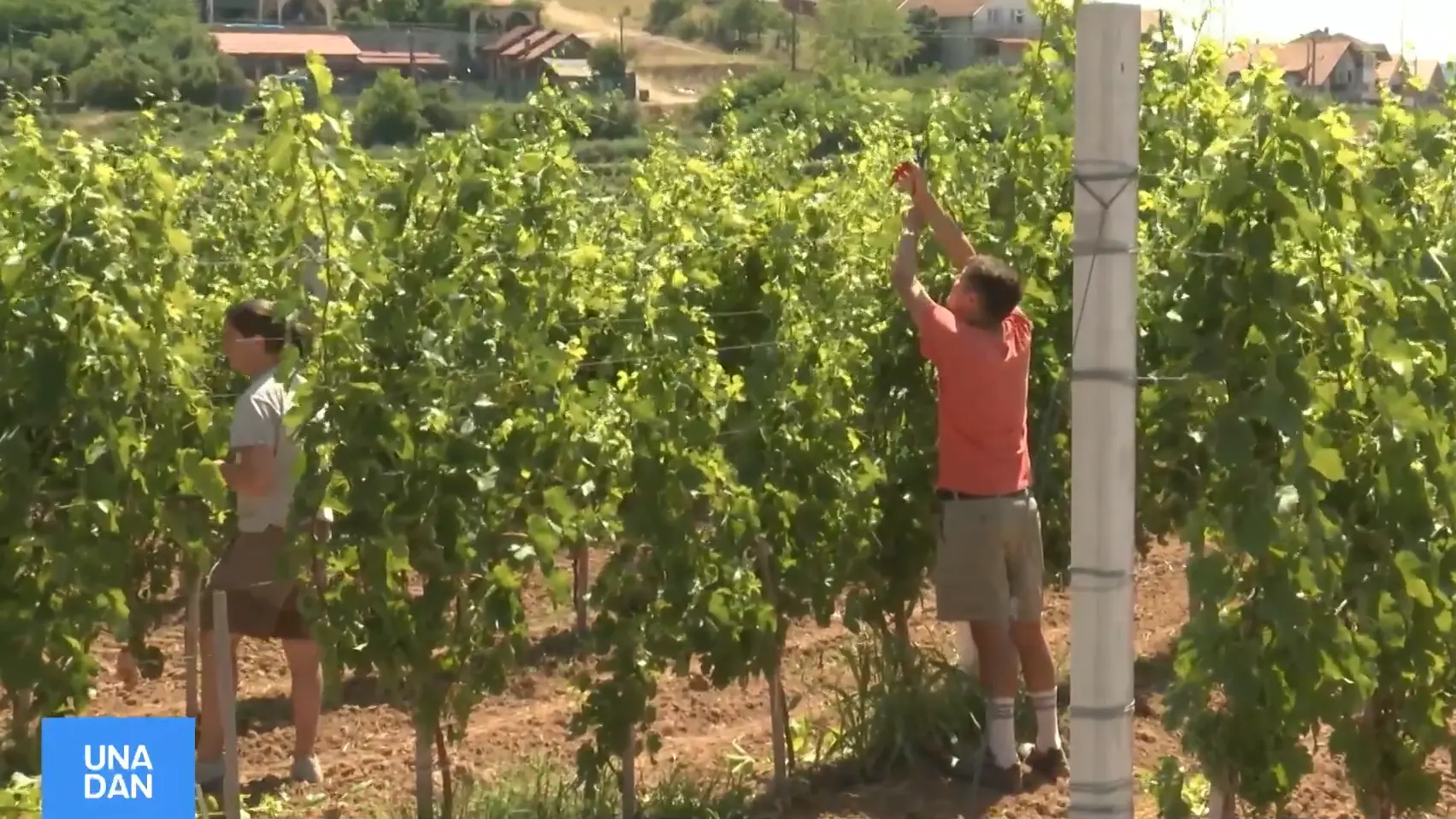 vinograd radmilovac una-6a4a9d92ac102.webp
