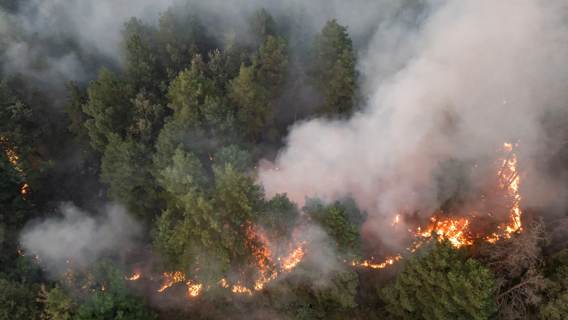 Požar eliblatska Peščara REUTERS Marko Đurica-6a87034f50ffd.webp