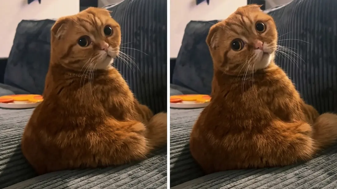 TikTok printscreen AlbertTheFold, mačka-6a849afe2198e.webp