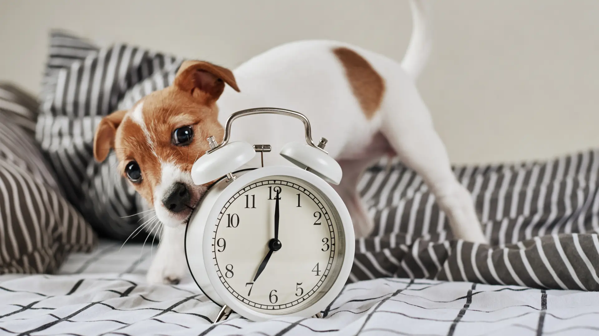 shutterstock_1704996934 pas psi vreme sat merenje vremena-6a7c962c65efd.webp