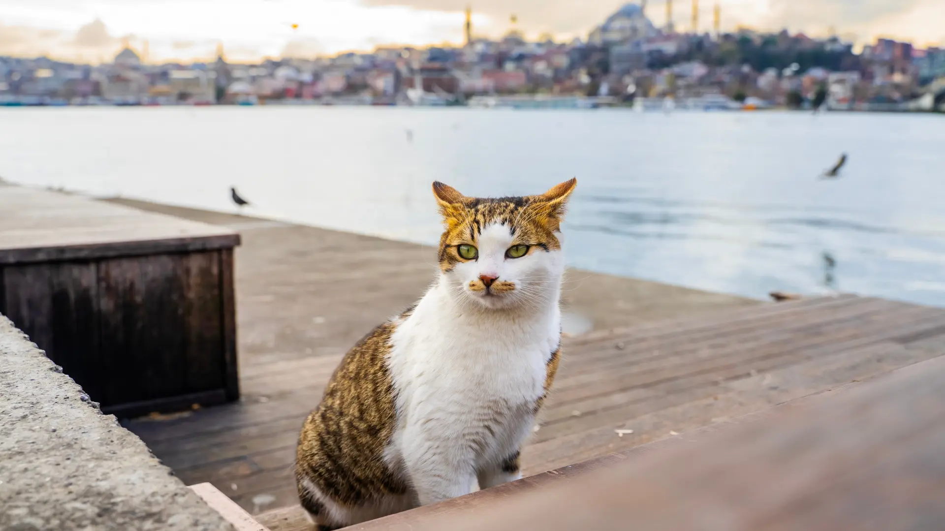 shutterstock_2456238535 istanbul mačka mačke-6a76fa35161ad.webp