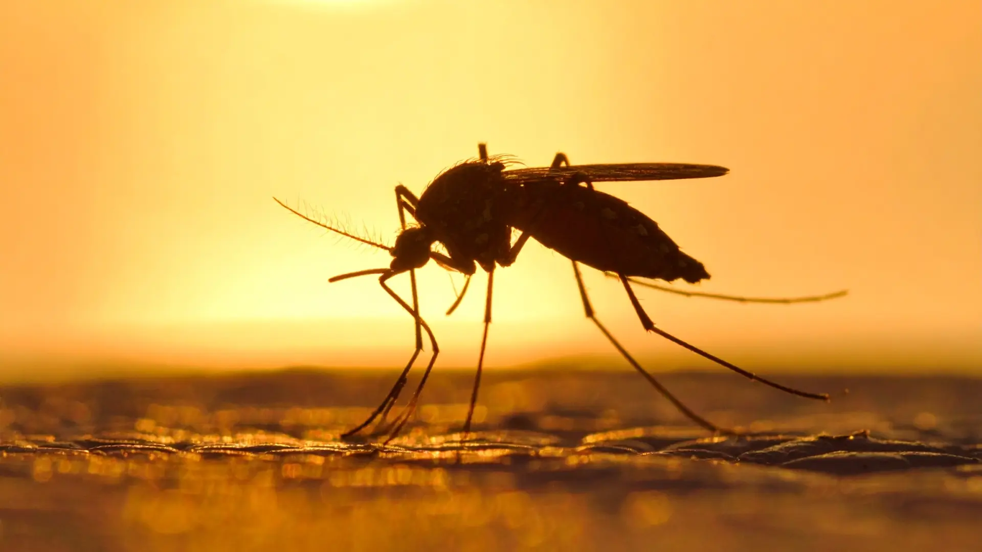 shutterstock_2620706009 komarac komarci virus zapadnog nila-6a771b5f4f6ec.webp