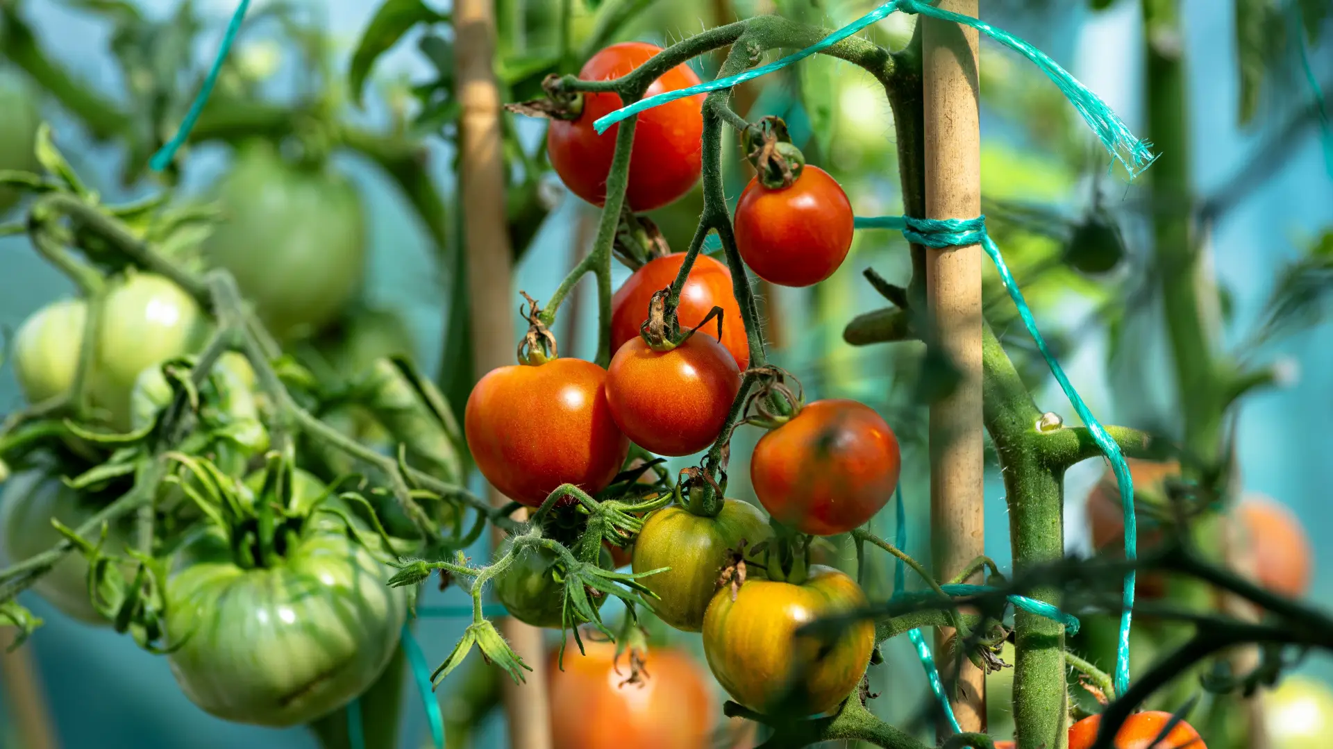 shutterstock_2733705879 paradajz bašta zeleni-6a7ddb41a5754.webp