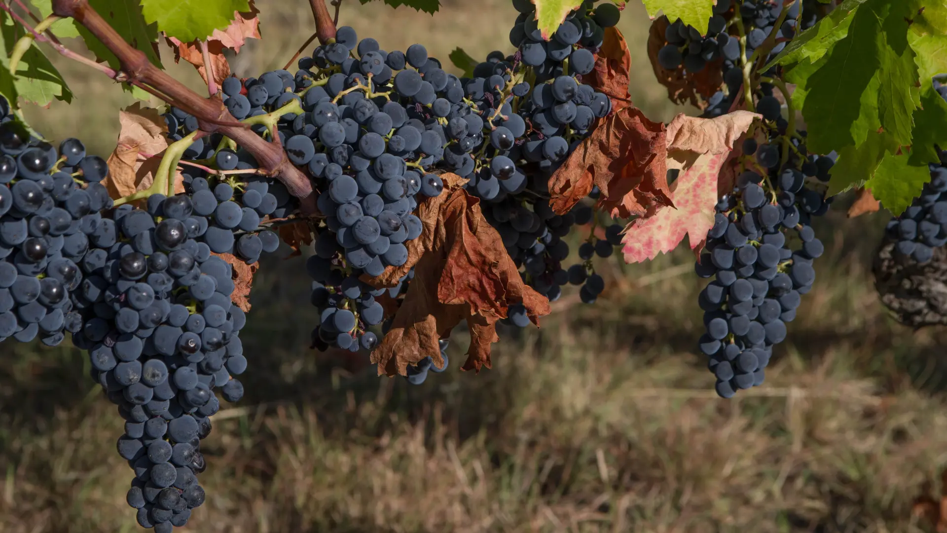 Grožđe vinograd vinova loza Pixabay-6aae58827ee85.webp