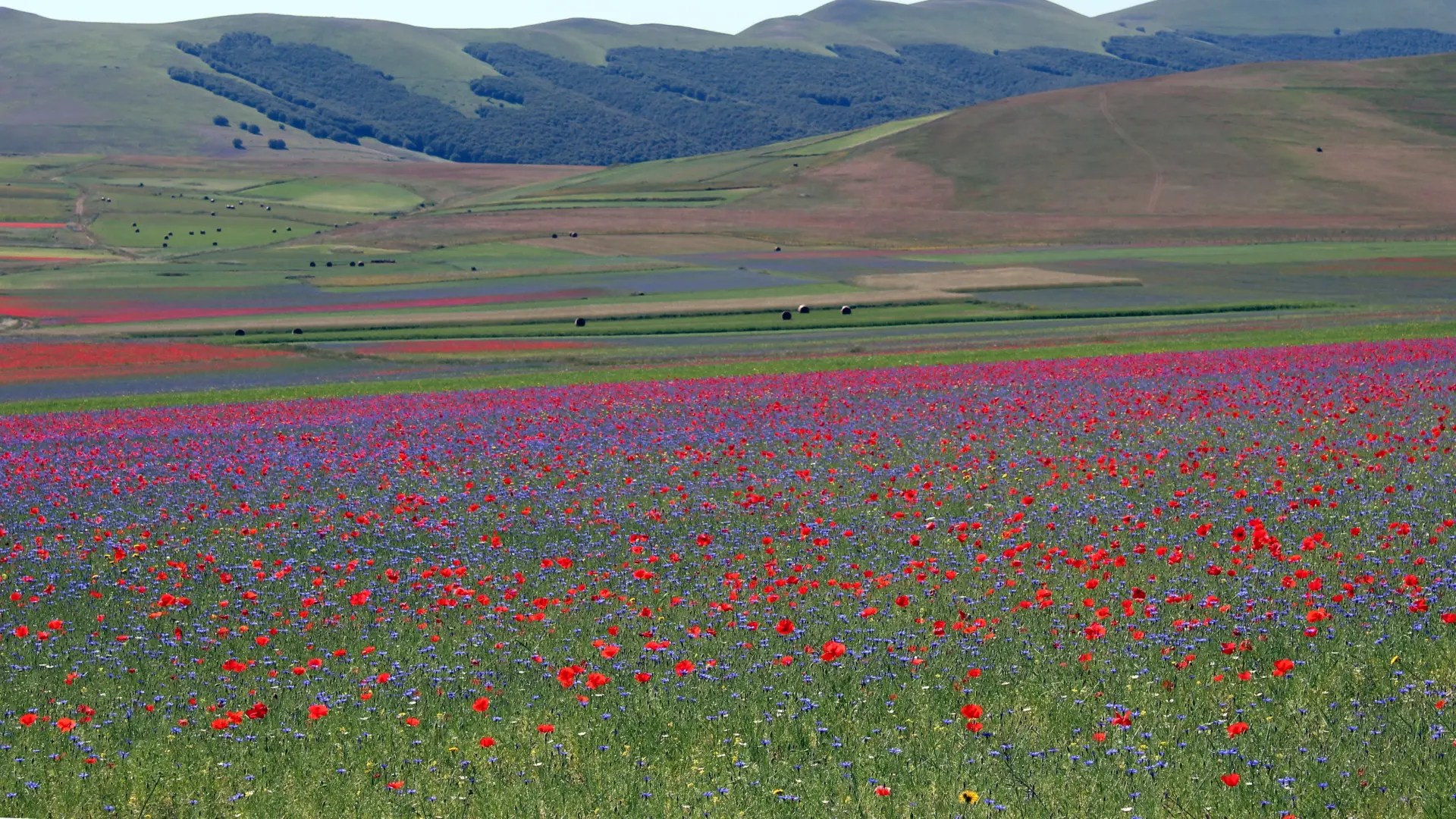 Kastelučo di Norča, Italija, putovanja, šarena polja Pixabay-6ab631a87b742.webp