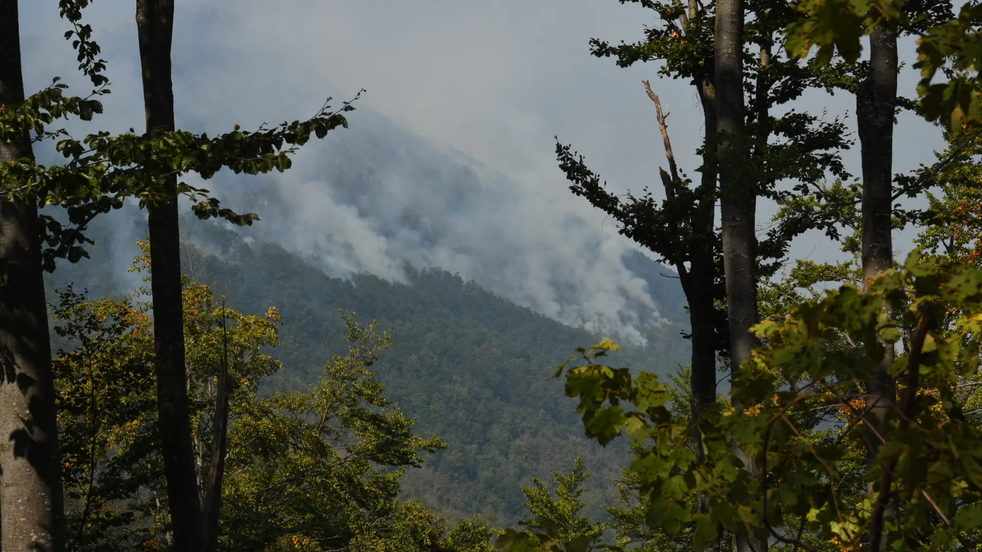 Požar Suva planina Radule Perisic ATAImages-6aaaaab04aef4.webp