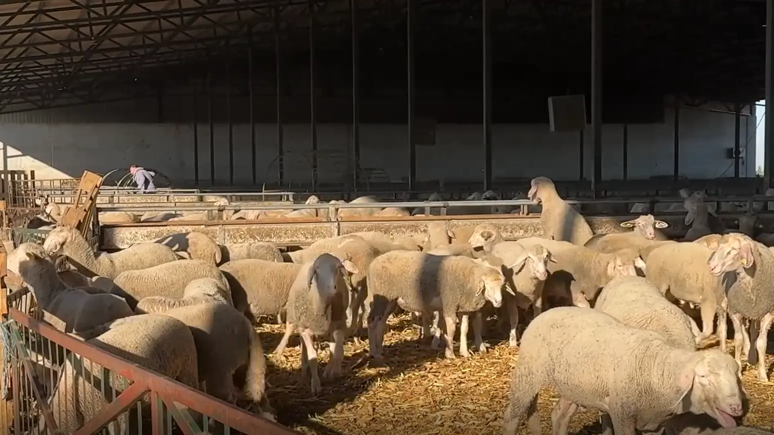 jagnjad izvoz Izrael Tanjug video Printscreen-6abb6eff5d704.webp