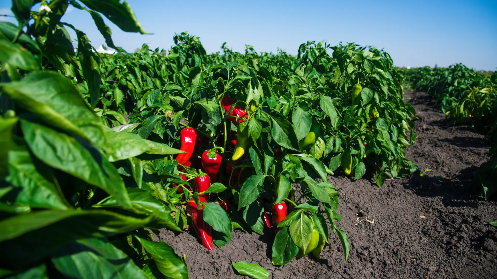 njiva paprika crvene paprike poljoprivreda bašta shutterstock_2107196141-6ab7af6803234.webp