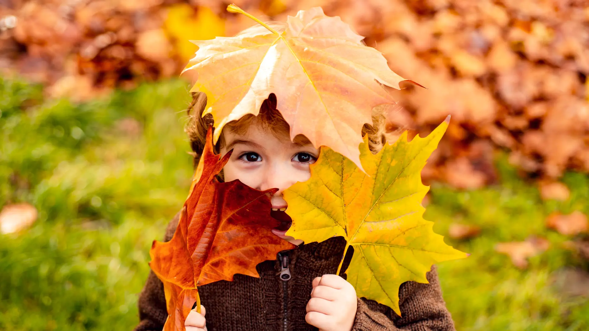 shutterstock_1801397971 opalo lišće jesen godišnje doba-6ab26c303bdcf.webp