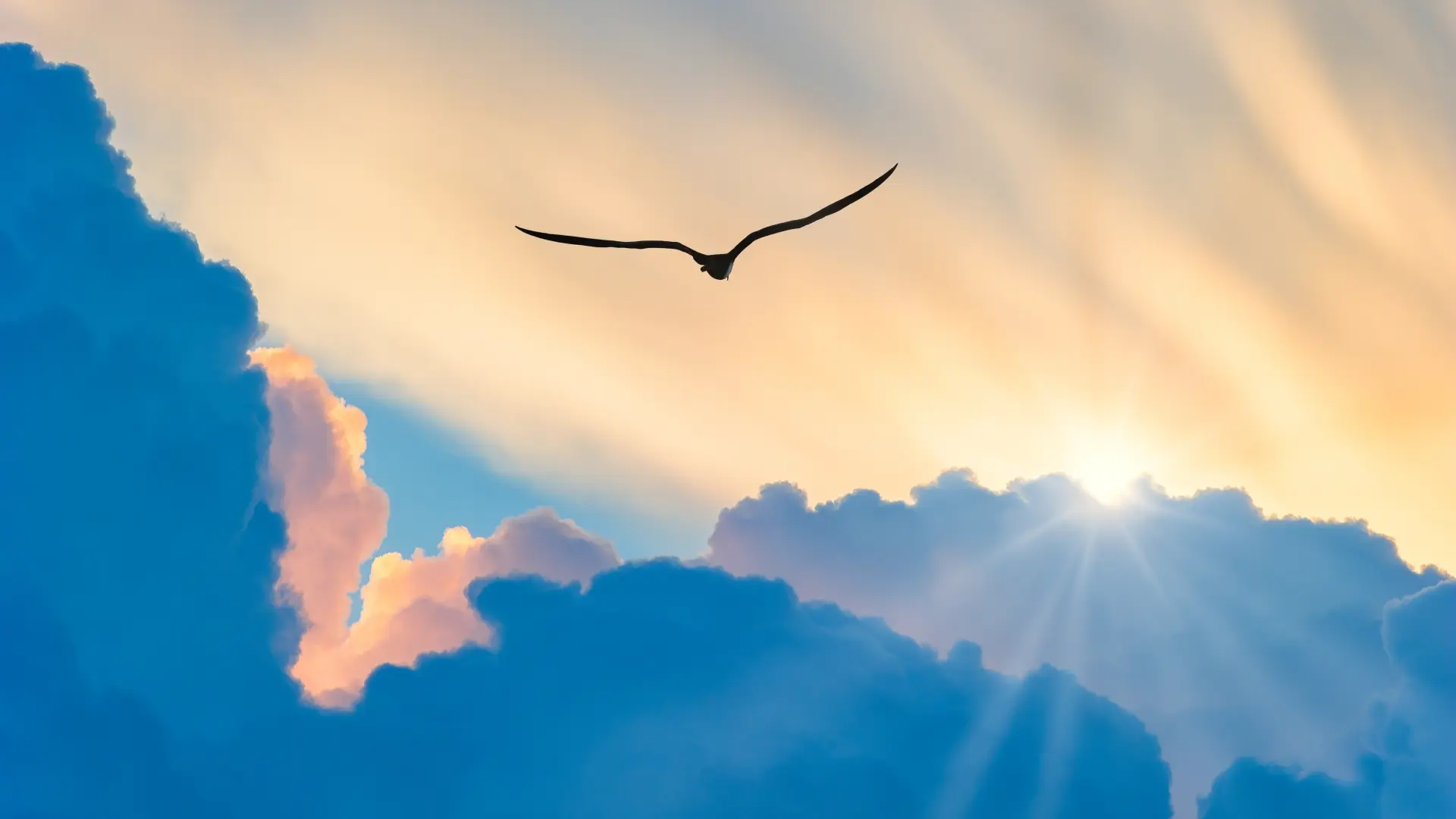 shutterstock_2391217355 oblaci nebo ptica u letu sloboda horoskop sunce zrak život-6ab38ae7a10be.webp