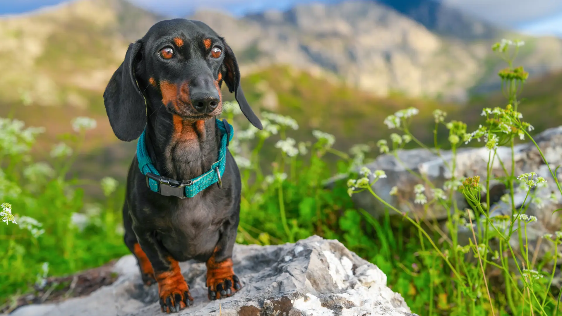 shutterstock_2629324161 jazavičar pas psi kuče-6ab1502339125.webp