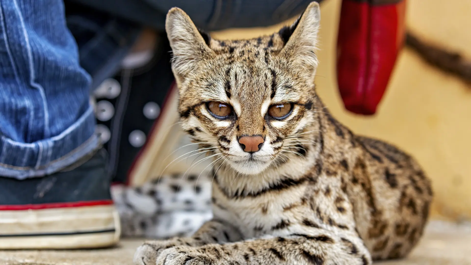 shutterstock_2828886793 Leopardus tilcayo nova vrsta mačke mačka-6aacfcc2976cd.webp