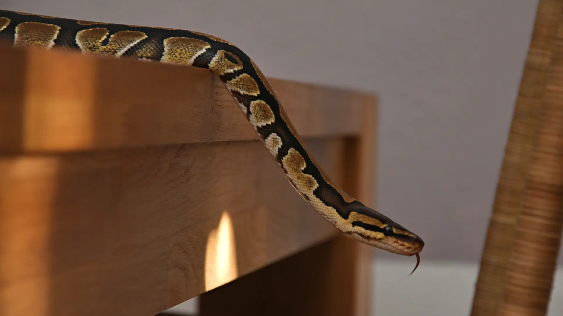 zmija soba kuća piton shutterstock_2554786155-6aacda86ea2e8.webp