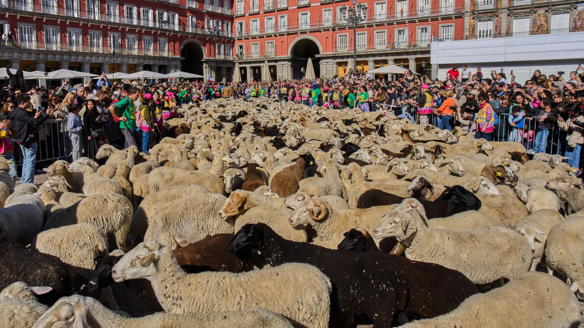 AP PhotoBernat Armangue madrid ovce  4-6ade36b640d36.webp