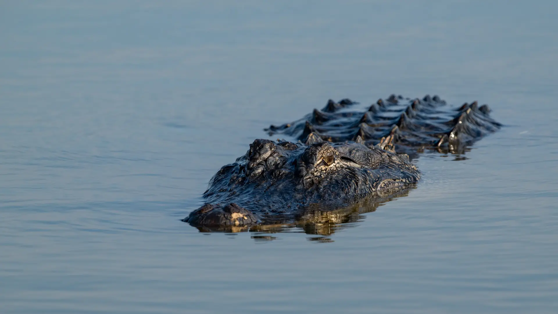 Aligator Pixabay-6ad3bfd185b22.webp