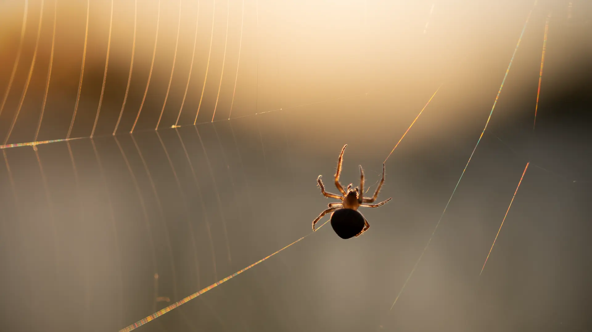 Pauk mreža Pixabay-6ae06d9add7e0.webp