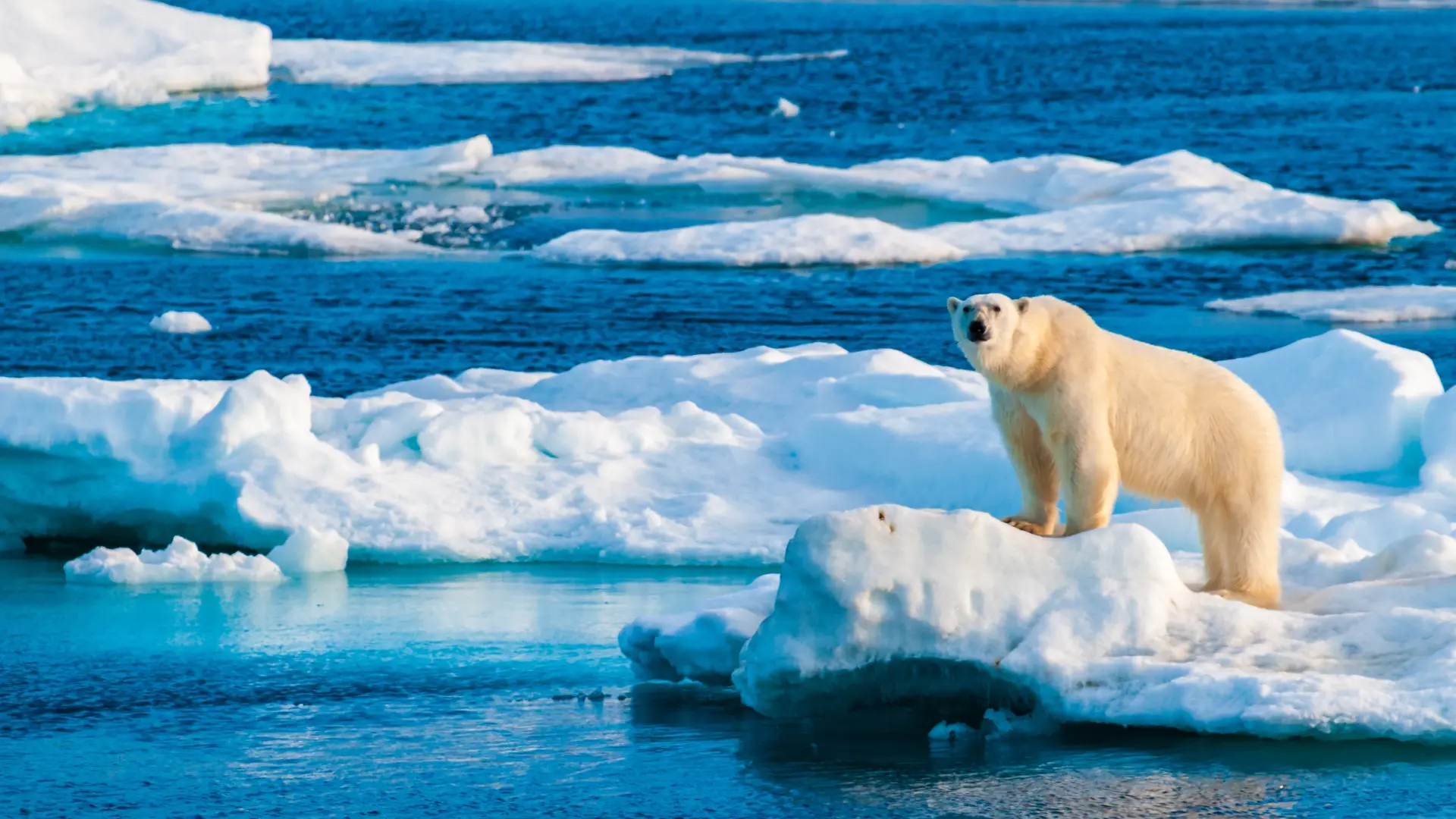 arktik polarni medved shutterstock_2596200637-6ac618c3411de.webp