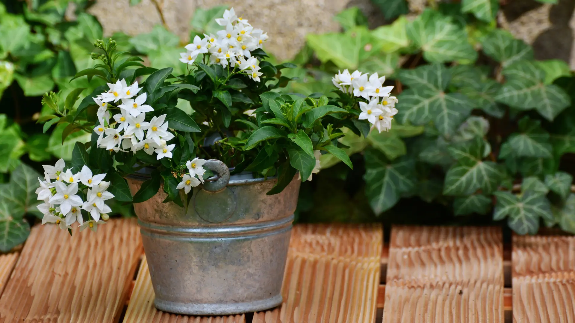 cveće, jasmin, biljke, saskija, cbeće u saksiji, pixabay-6acb9dacb8171.webp