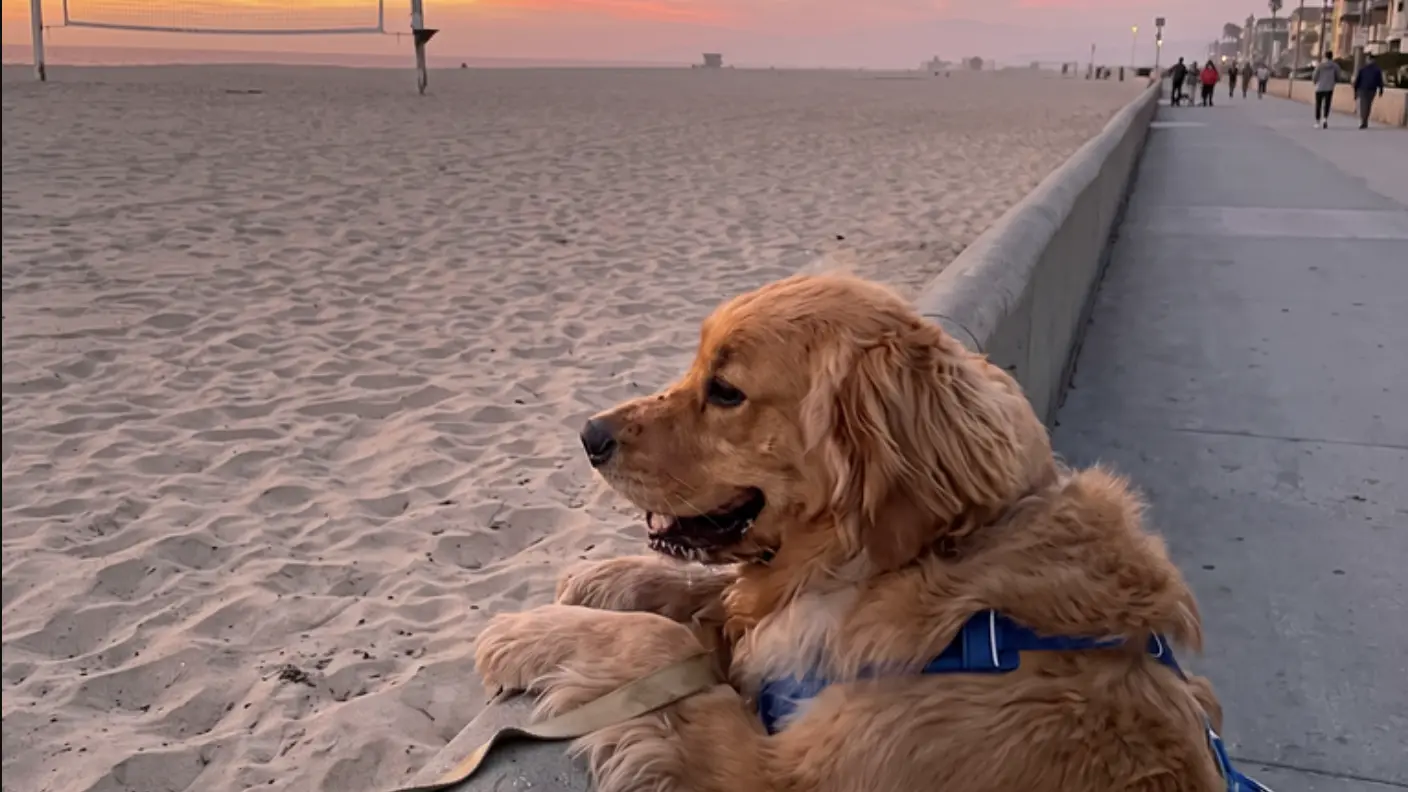 instagram printscreen zebbythegolden Zlatni Retriver-6abea040a7324.webp