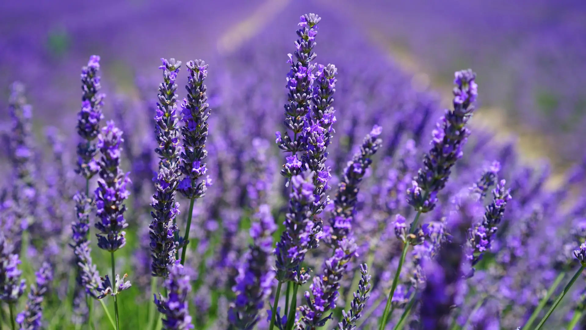 lavanda cveće pixabay-6ace5f054d270.webp