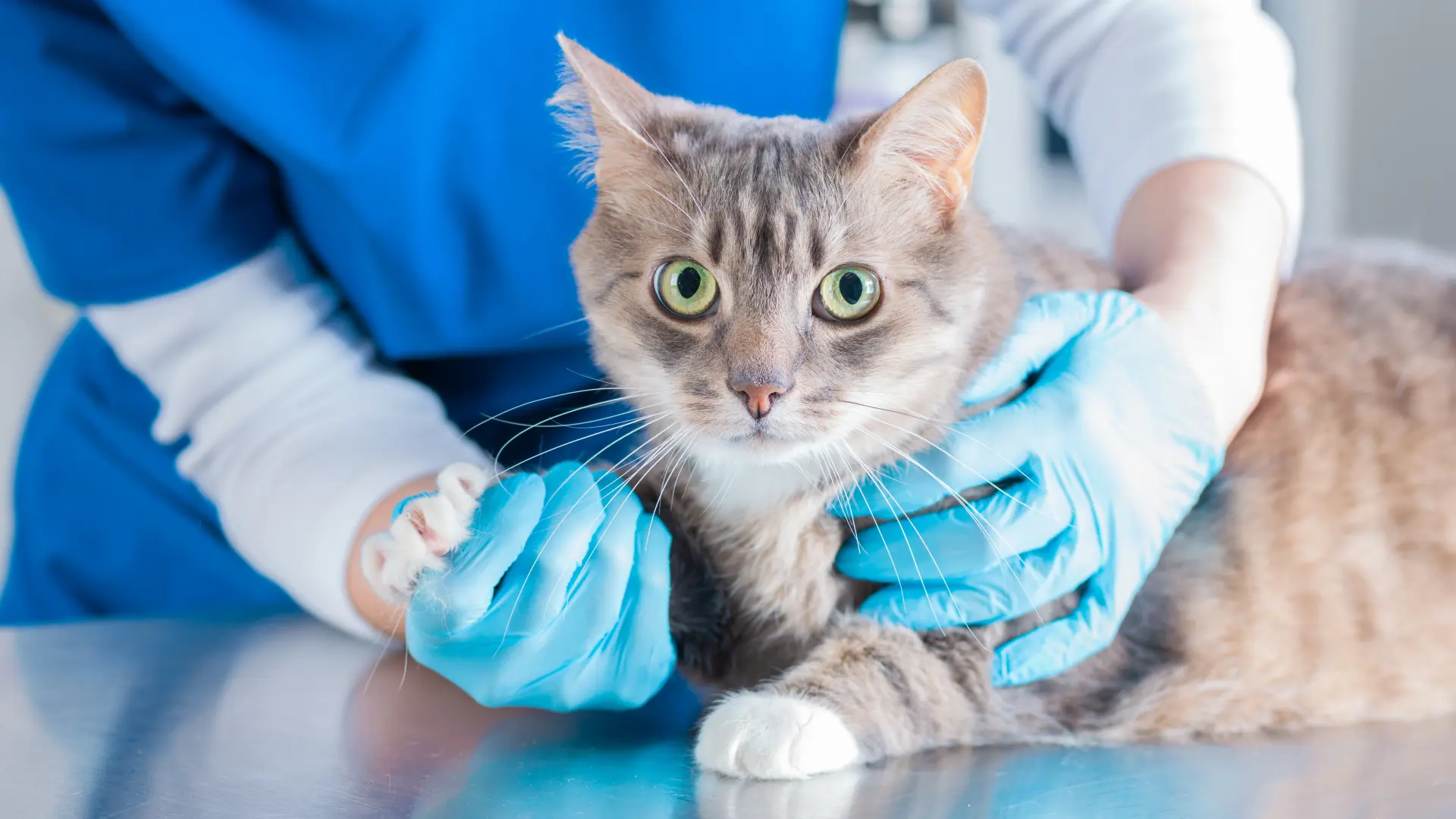 shutterstock_1929343949 veterinar mačka mačke-6ac236d131b4c.webp