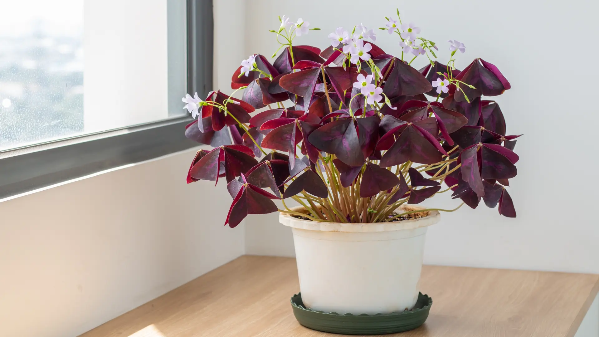 shutterstock_2224525737 Oxalis triangularis sveće saksija prozor-6abe58f31d12b.webp